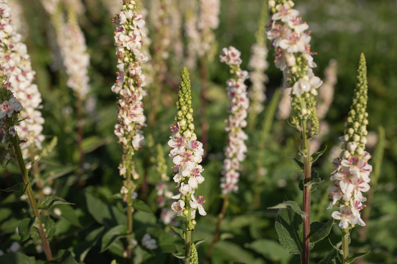 Verbascum nigrum, Loukykvět