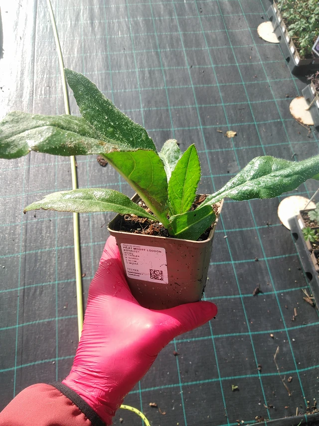 Italianrastas - 31. 7. 2025