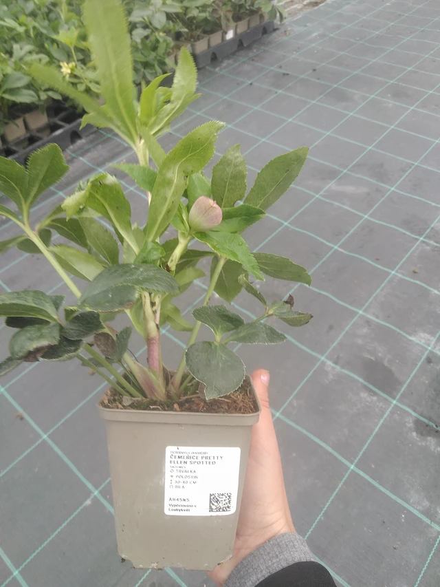 Jouluruusu Pretty Ellen Spotted - 10. 10. 2025