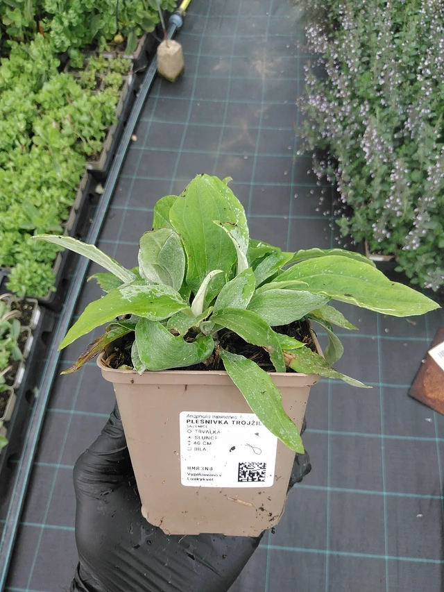 Anaphalis triplinervis - 4. 8. 2025