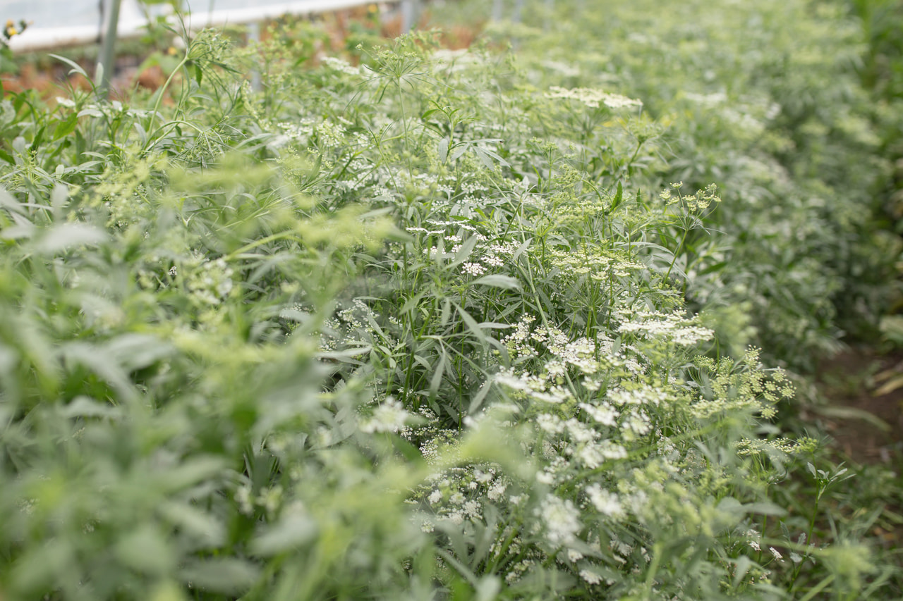 Bishop's Flower Graceland, Loukykvět