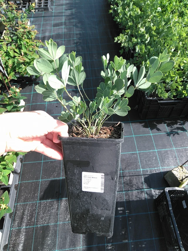 Baptisia Minor - 11. 7. 2025