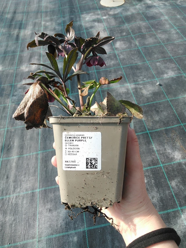 Jouluruusu Pretty Ellen Purple - 7. 4. 2026