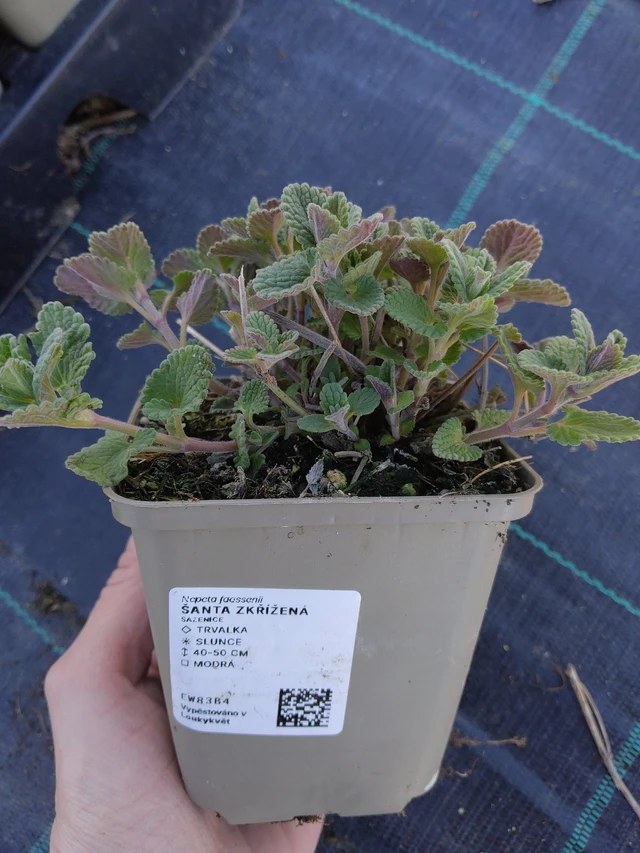 Mirrinminttu - 27. 3. 2026