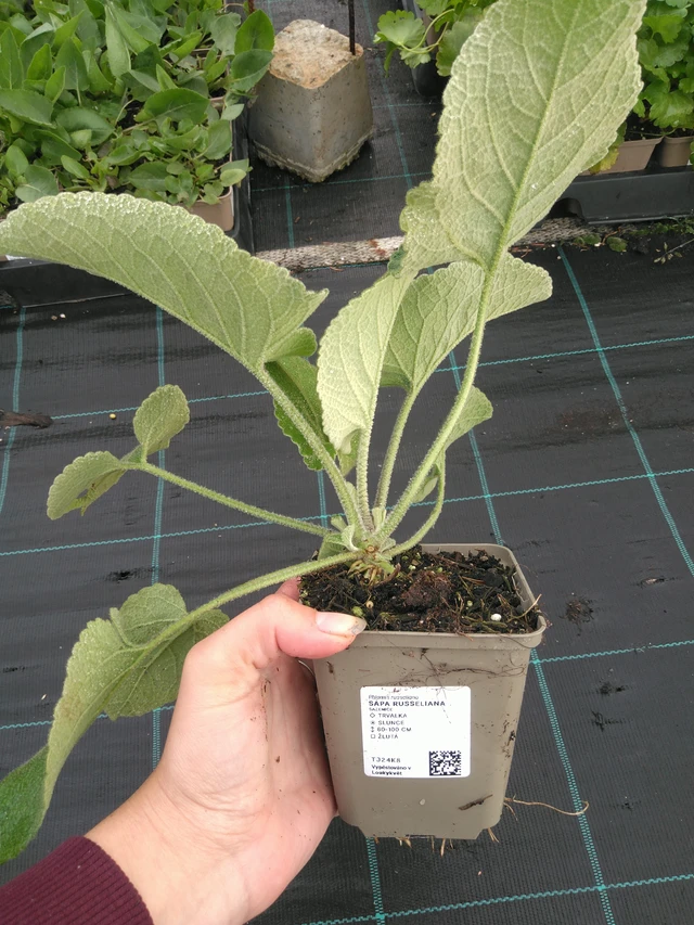 Phlomis Russeliana - 11. 7. 2025