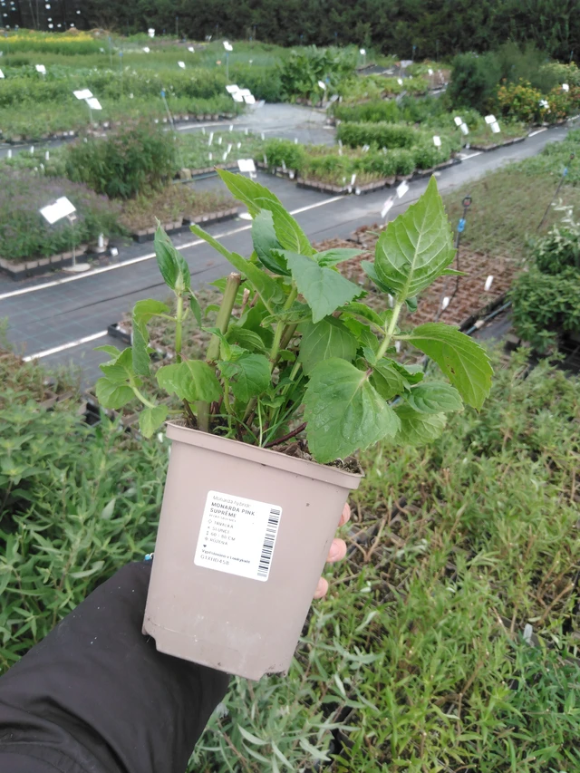 Väriminttu Pink Suprême - 2024