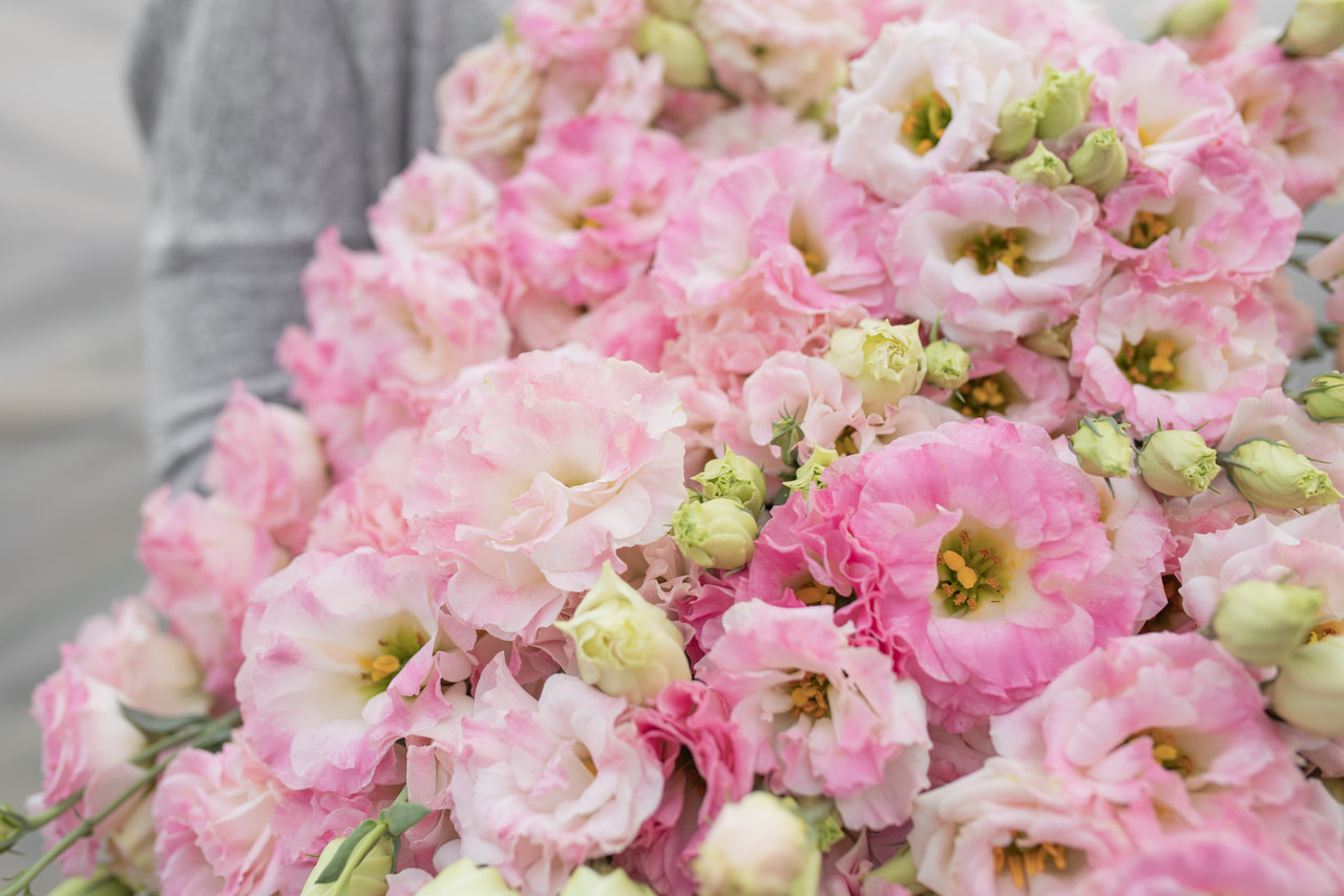 Lisianthus Arena 3 Pink Flash, Loukykvět