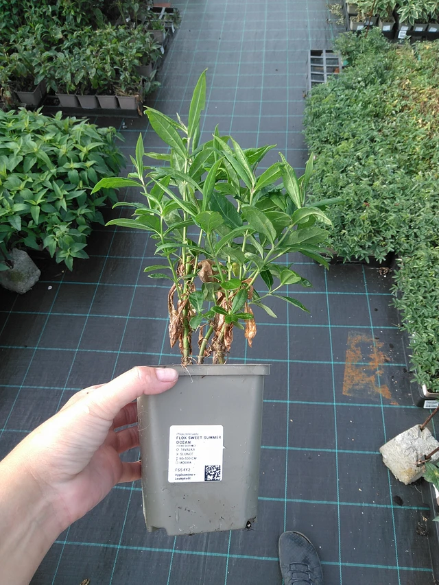 Syysleimu Sweet Summer Ocean - 11. 7. 2025