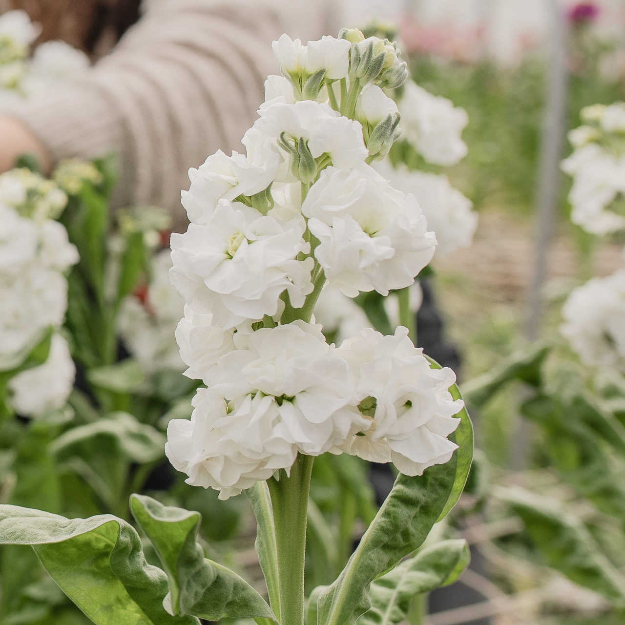 Stock StoX White, Loukykvět
