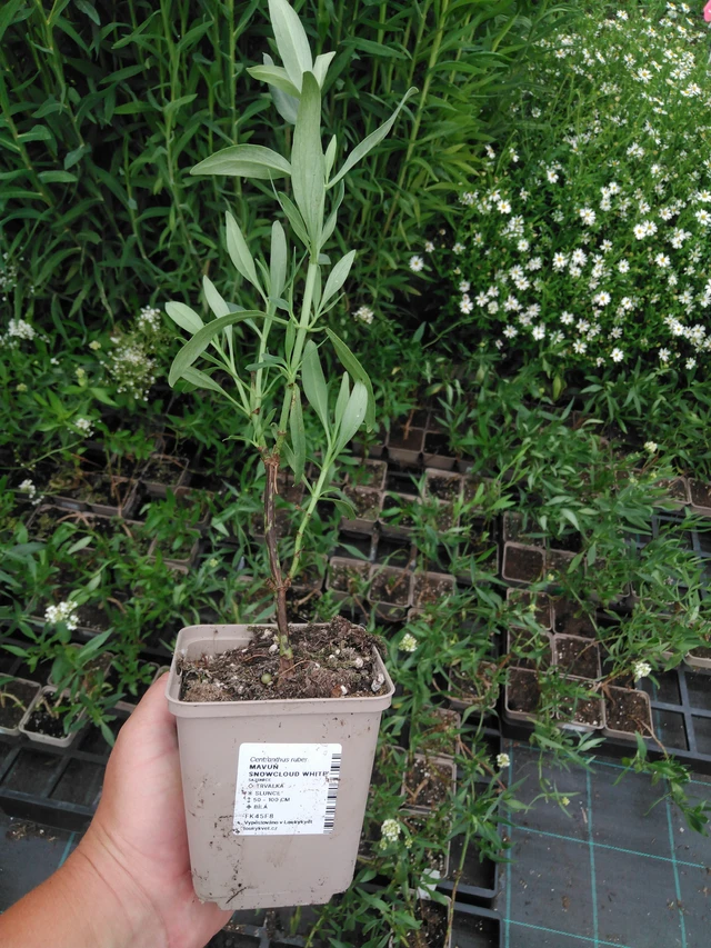 Komeapunikki Snowcloud White - 2024