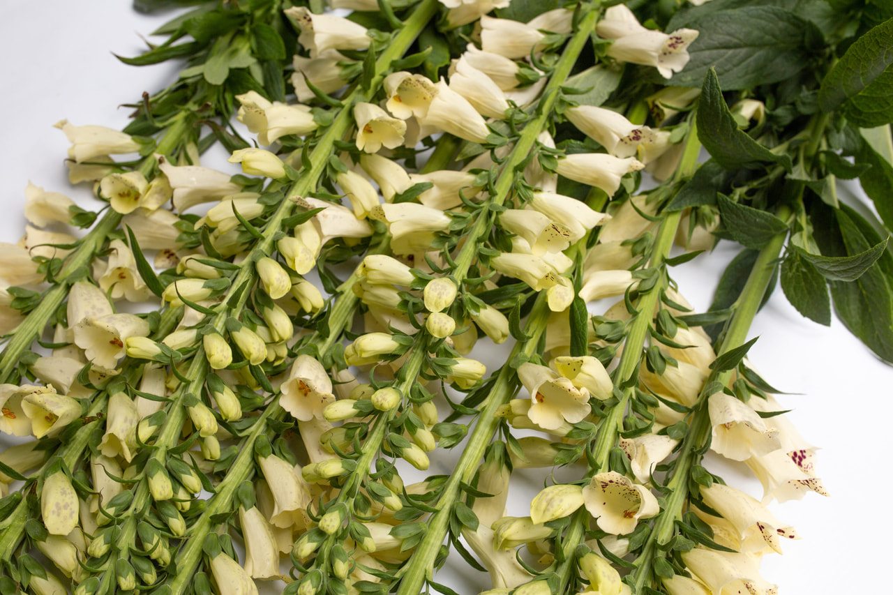 Dedalera Dalmatian Crème, Loukykvět