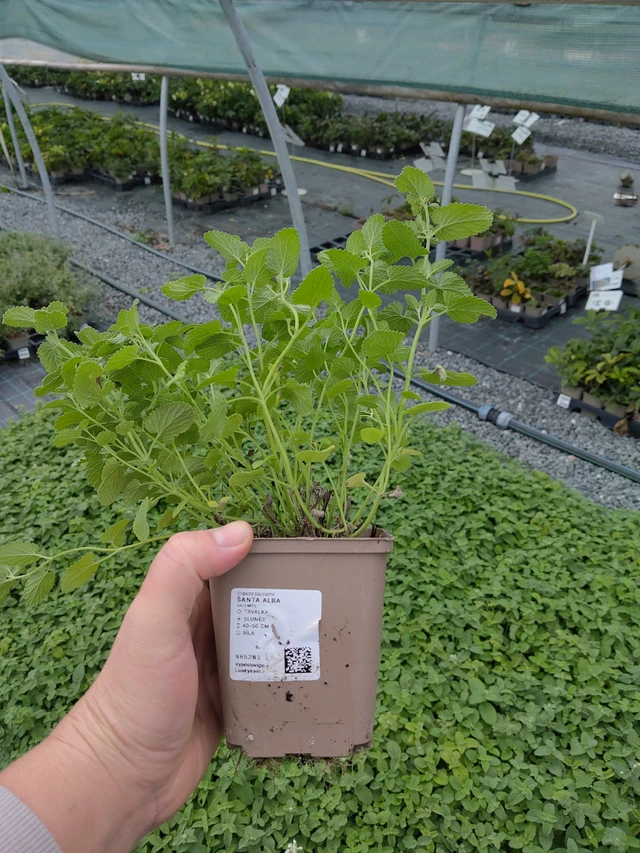 Kissanminttu Alba - 10. 10. 2025