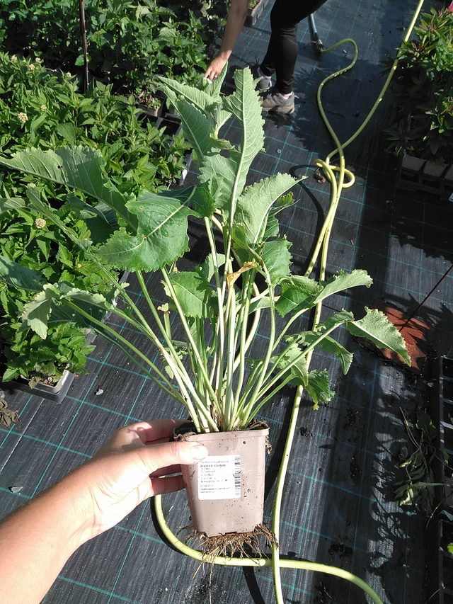 Preeriahelmikki - 11. 7. 2025