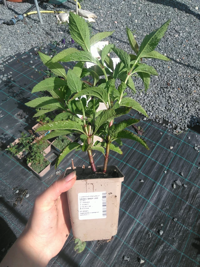 Punalatva Baby Joe - 11. 7. 2025