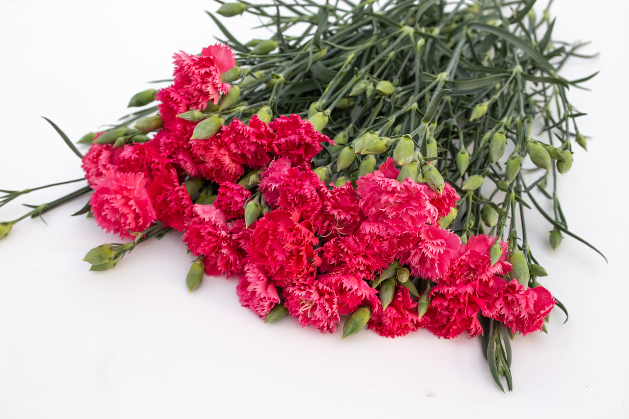 Nellike Chabaud Rose Queen, Loukykvět