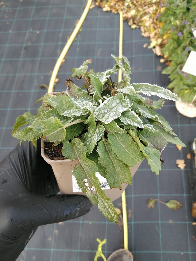 Salvia nemorosa Blauhügel - 31. 10. 2025