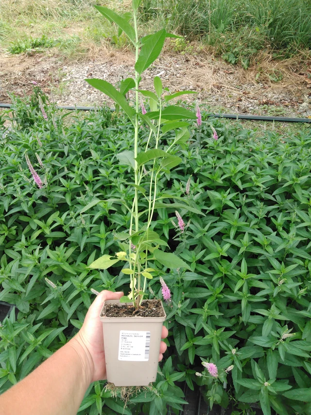 Tähkätädyke Skyler Pink - 2024