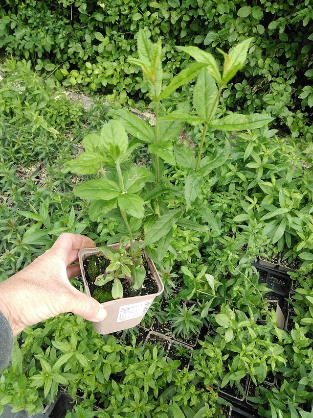 Tädykearvio Album - 9. 6. 2025