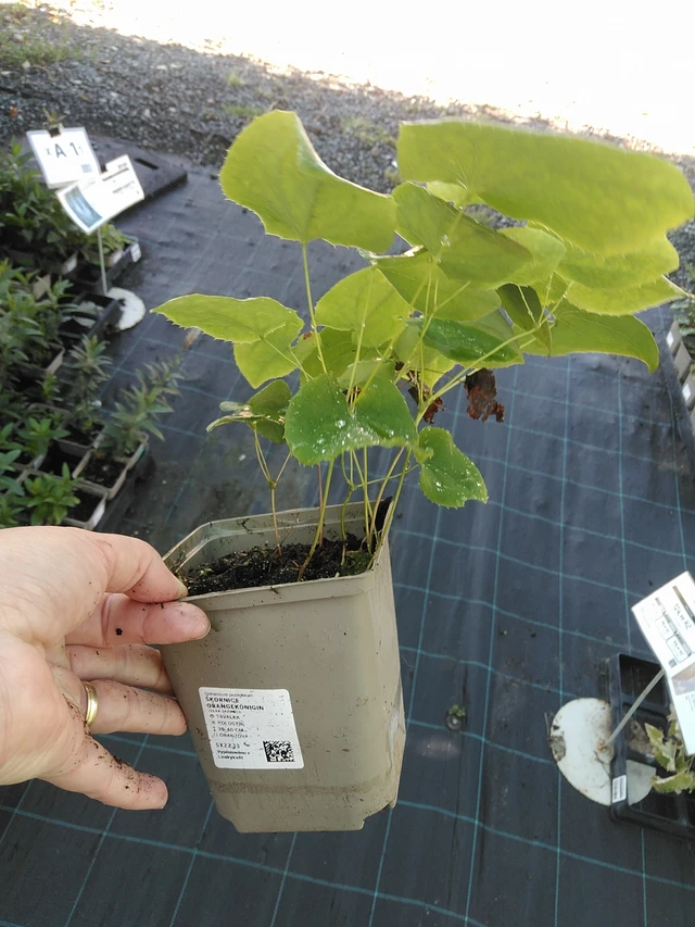 Epimedium Orangekönigin - 19. 8. 2025