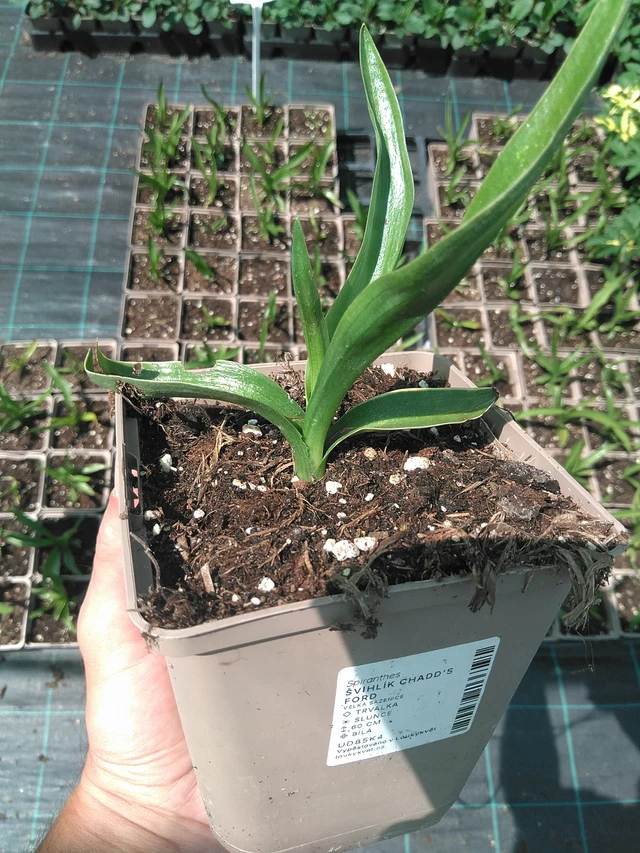 Gaura Chadd's Ford - 24. 6. 2025