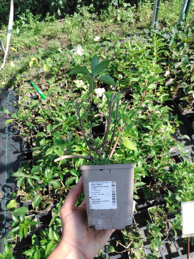 Syyshortensia Kyushu - 2024