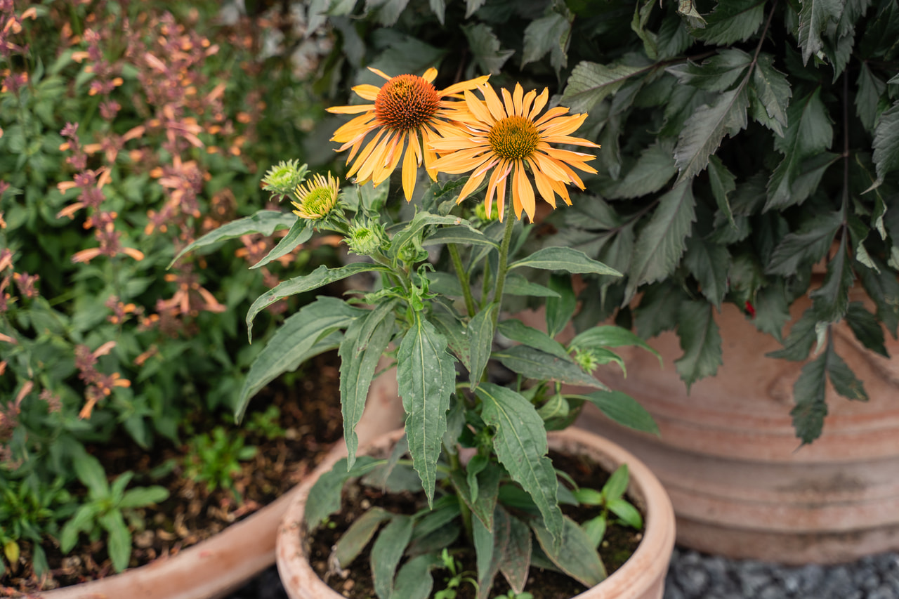 Echinacea Big Kahuna, Loukykvět