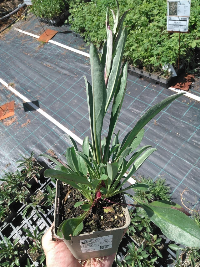 Partapipo Twizzle Purple - 24. 6. 2025