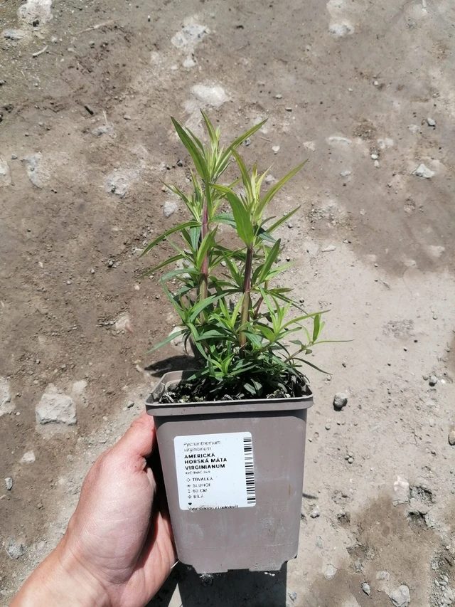 Menta de montaña Virginianum - 2024