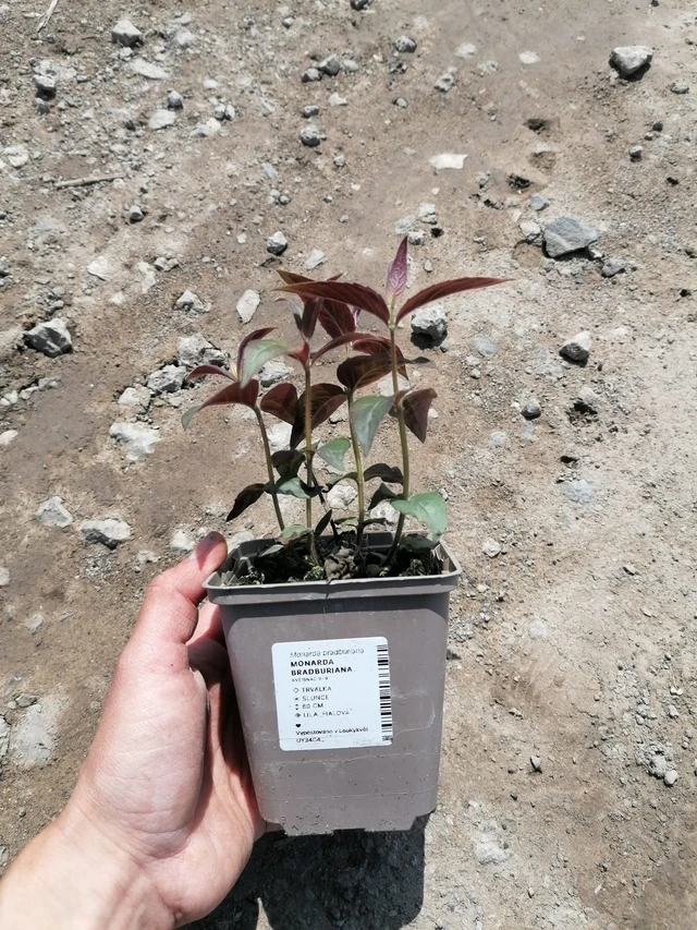 Monarda bradburiana - 2024
