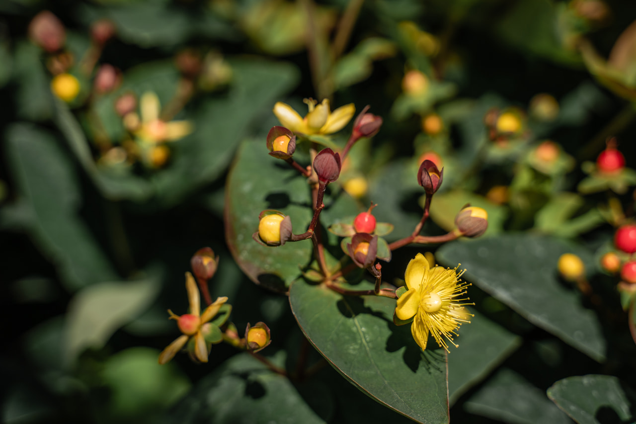 Kuisma Globo Raspberry, Loukykvět