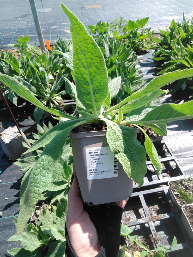 Verbascum Gainsborough - 13. 5. 2025