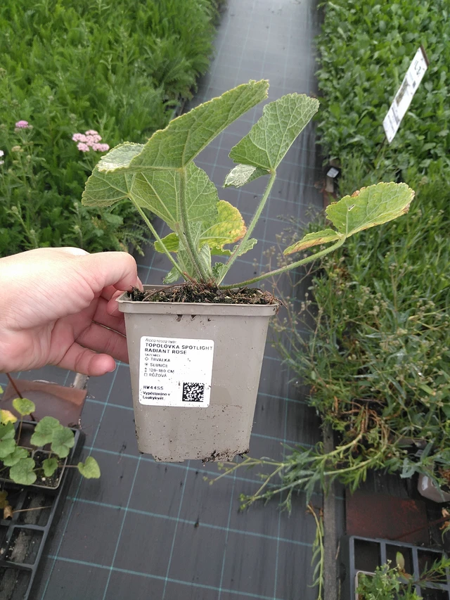 Salkoruusu Spotlight Radiant Rose - 11. 7. 2025