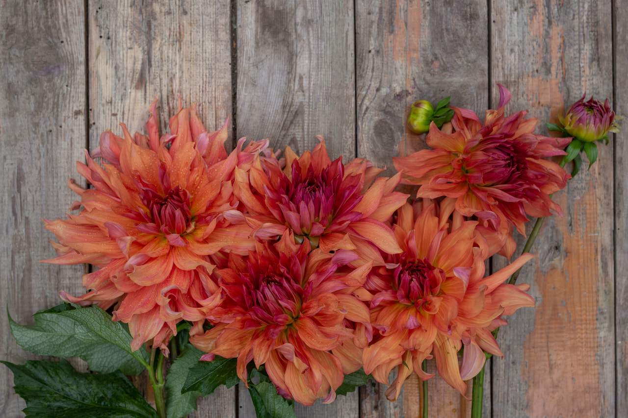 Daalia Belle of Barmera, Loukykvět