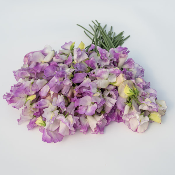 Sweet Pea Pulsar, Loukykvět