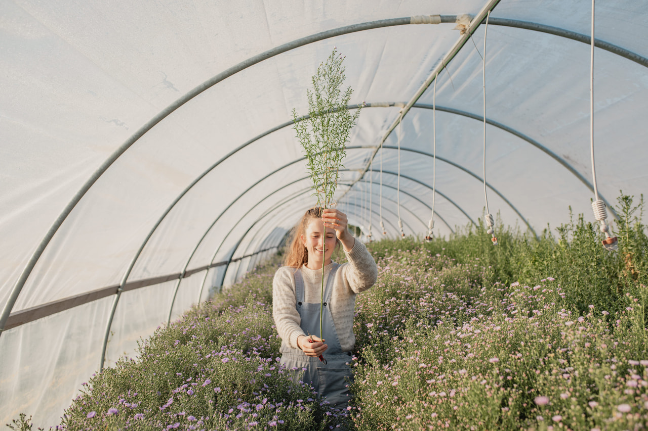 Asteri Claudia, Loukykvět