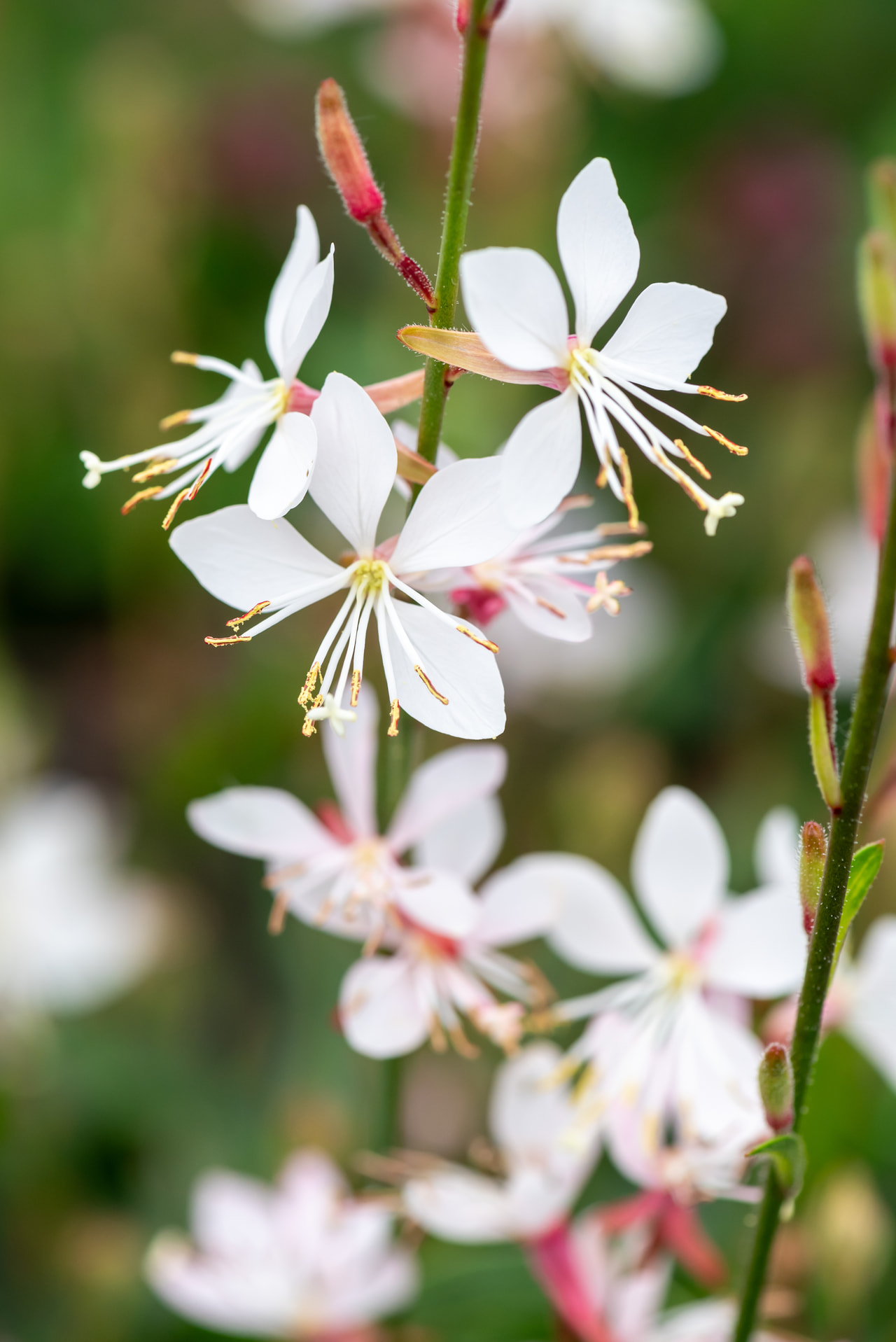 Svíčkovec Graceful White, Loukykvět
