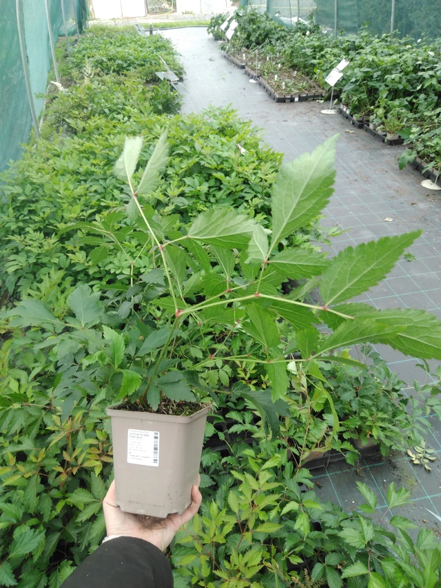 Jaloangervo Gloria Purpurea - 2024