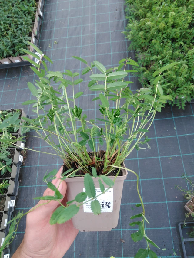 Sanguisorba Pink Tanna - 23. 4. 2025