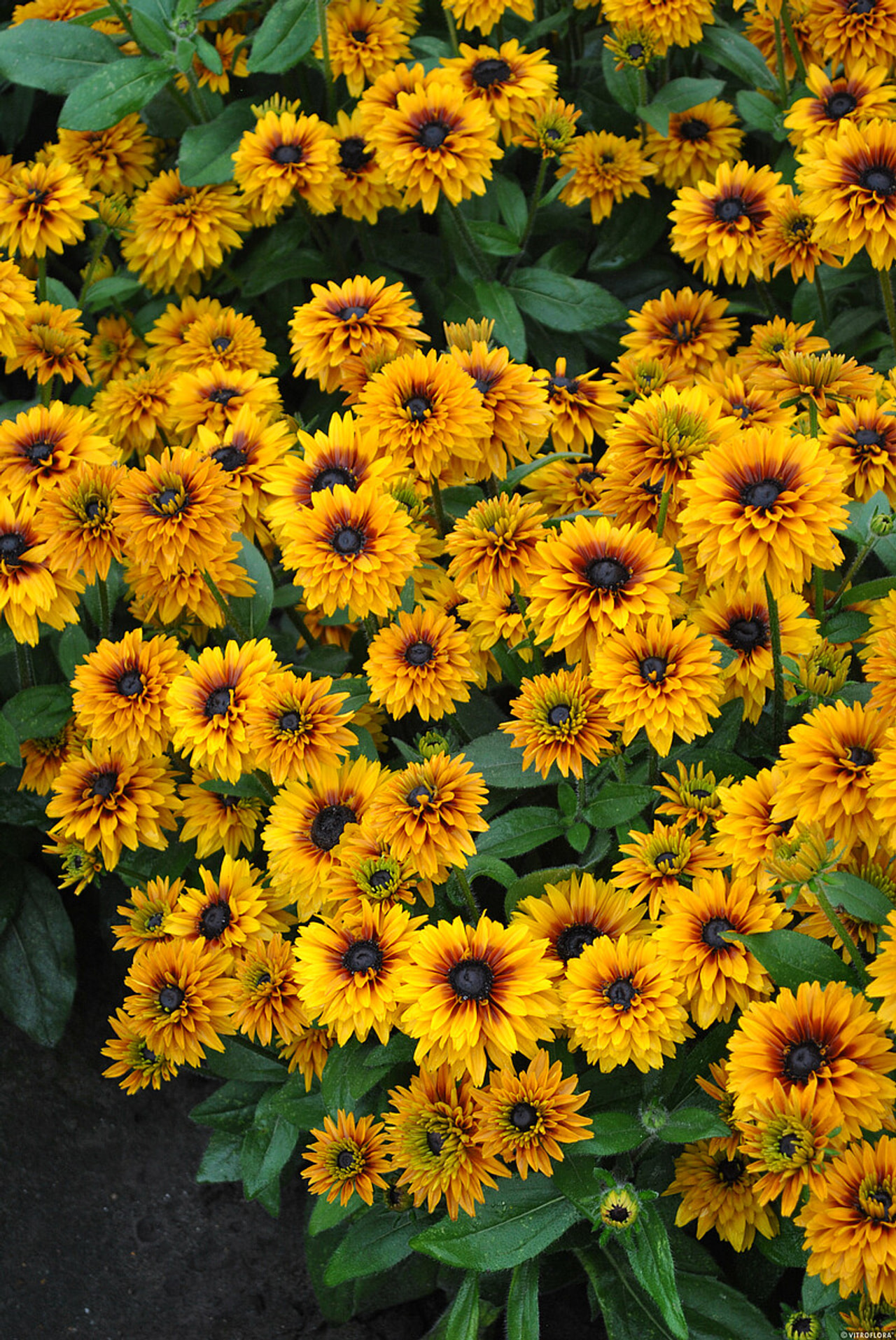 Rudbékie Flamenco Bright Orange, Loukykvět