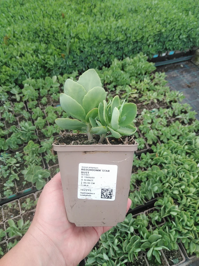 Komeamaksaruoho Star Dust - 19. 5. 2025