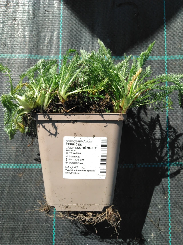 Siankärsämö Lachsschönheit - 3. 4. 2025