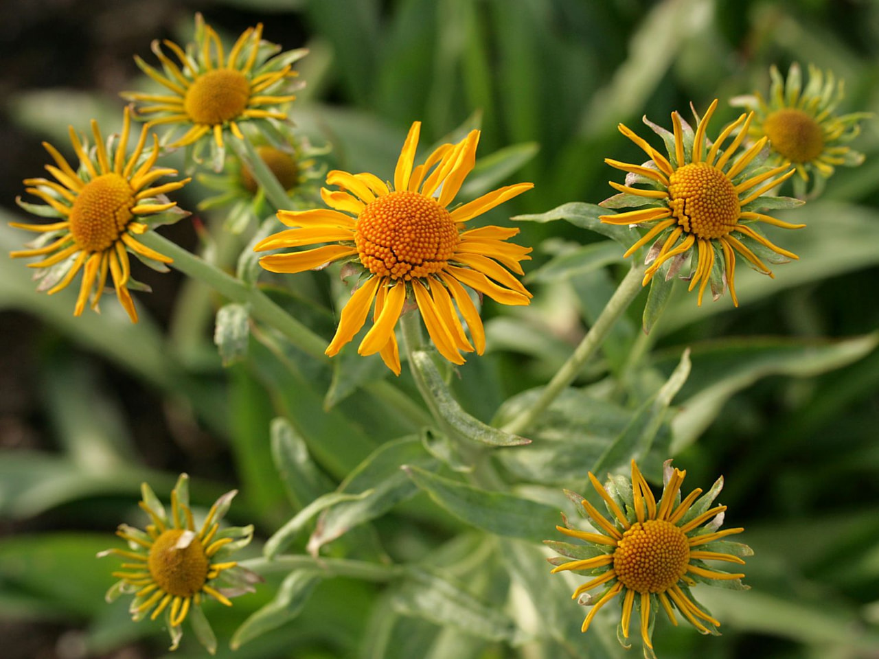 Komeahohdekukka, Loukykvět