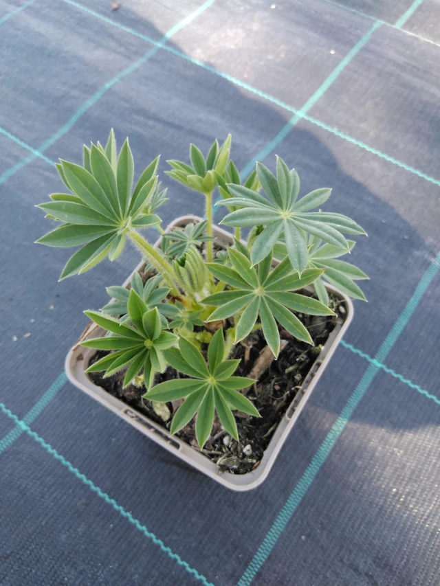 Lupiini Band of Nobles Fräulein - 3. 4. 2025