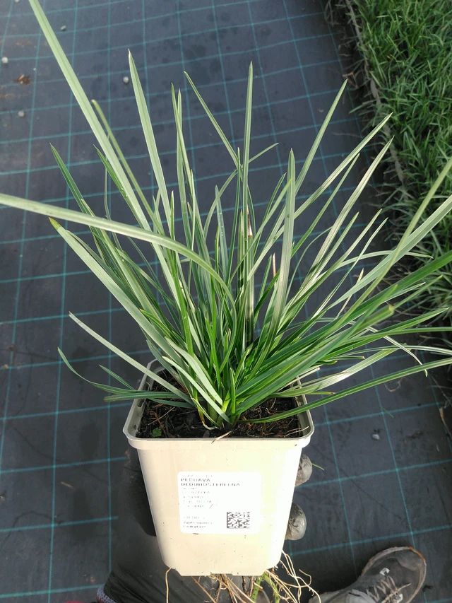 Unkarinlupaheinä - 31. 10. 2025