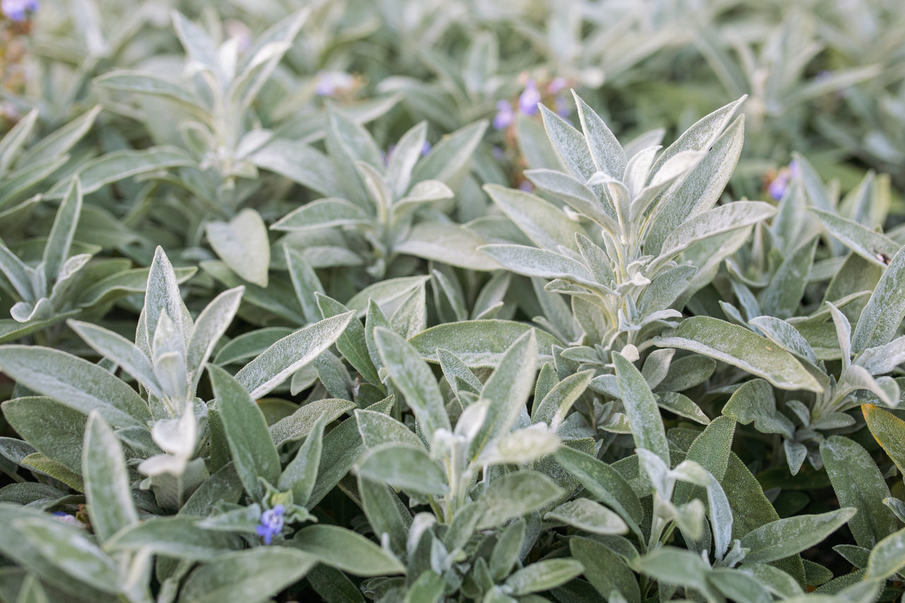 Salvia Nazareth, Loukykvět