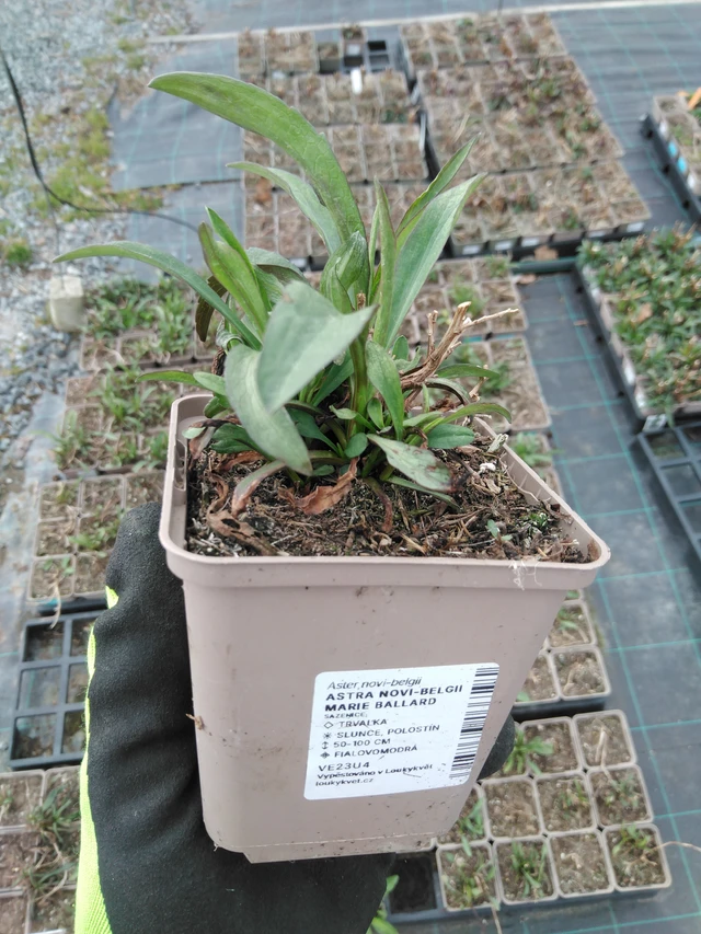 Aster novi-belgii Marie Ballard - 8. 4. 2025