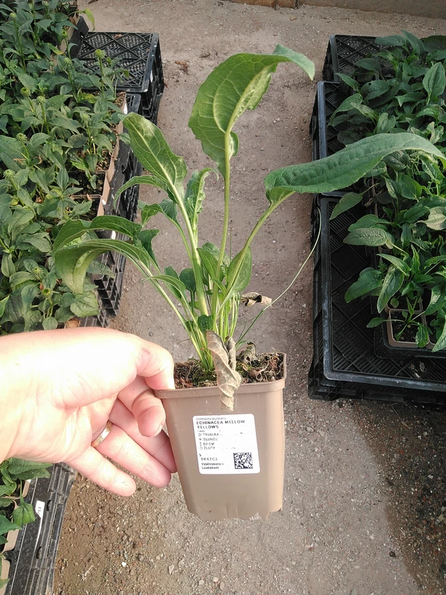 Punahattu Mellow Yellows - 19. 8. 2025