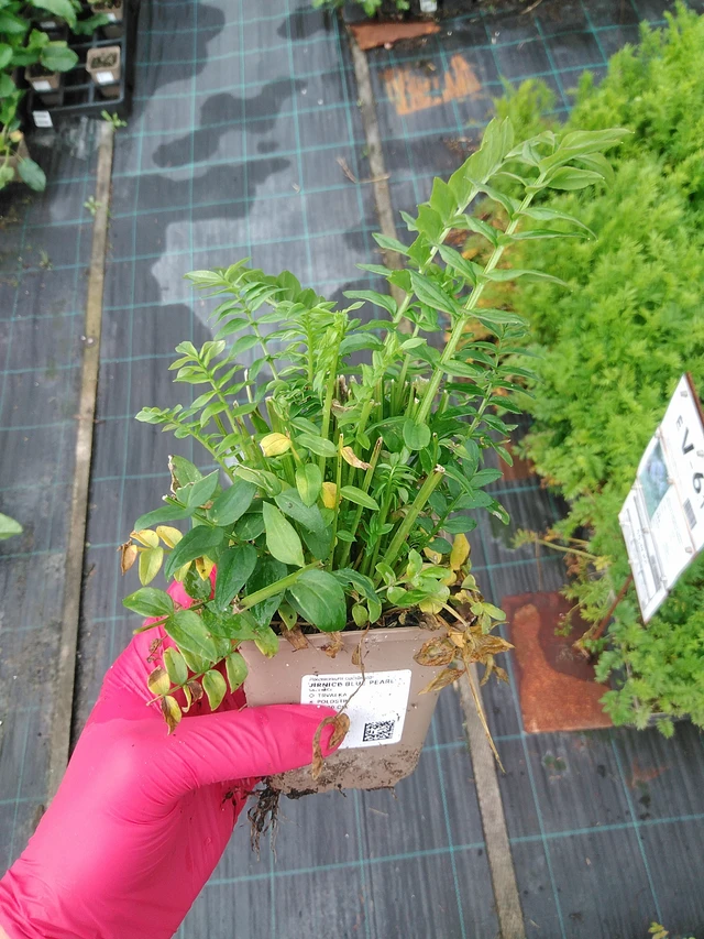 Sinilatva Blue Pearl - 29. 7. 2025