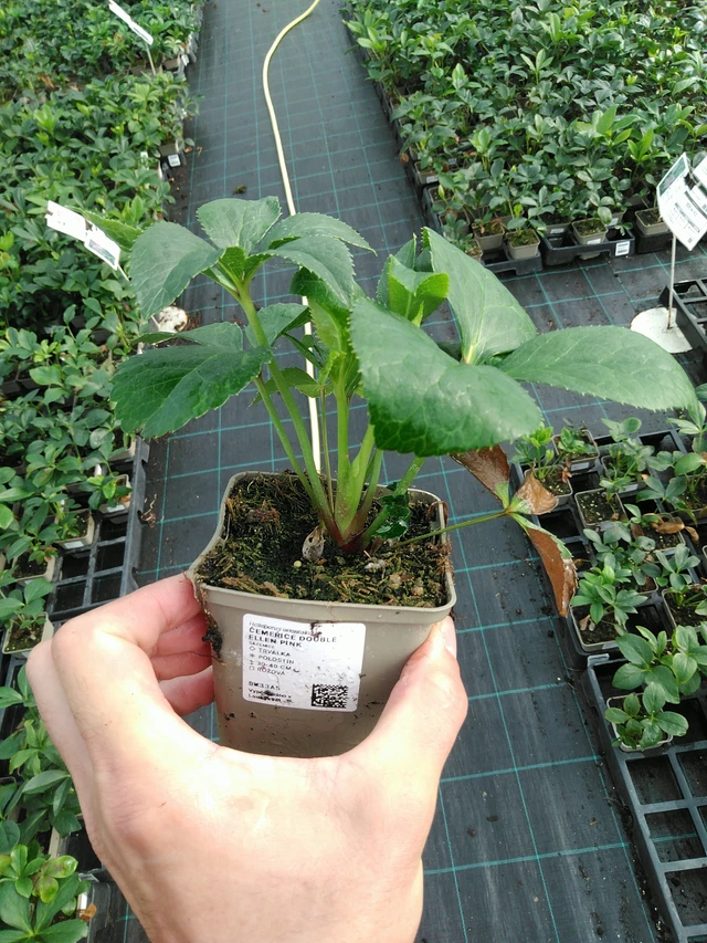 Jouluruusu Double Ellen Pink - 28. 7. 2025