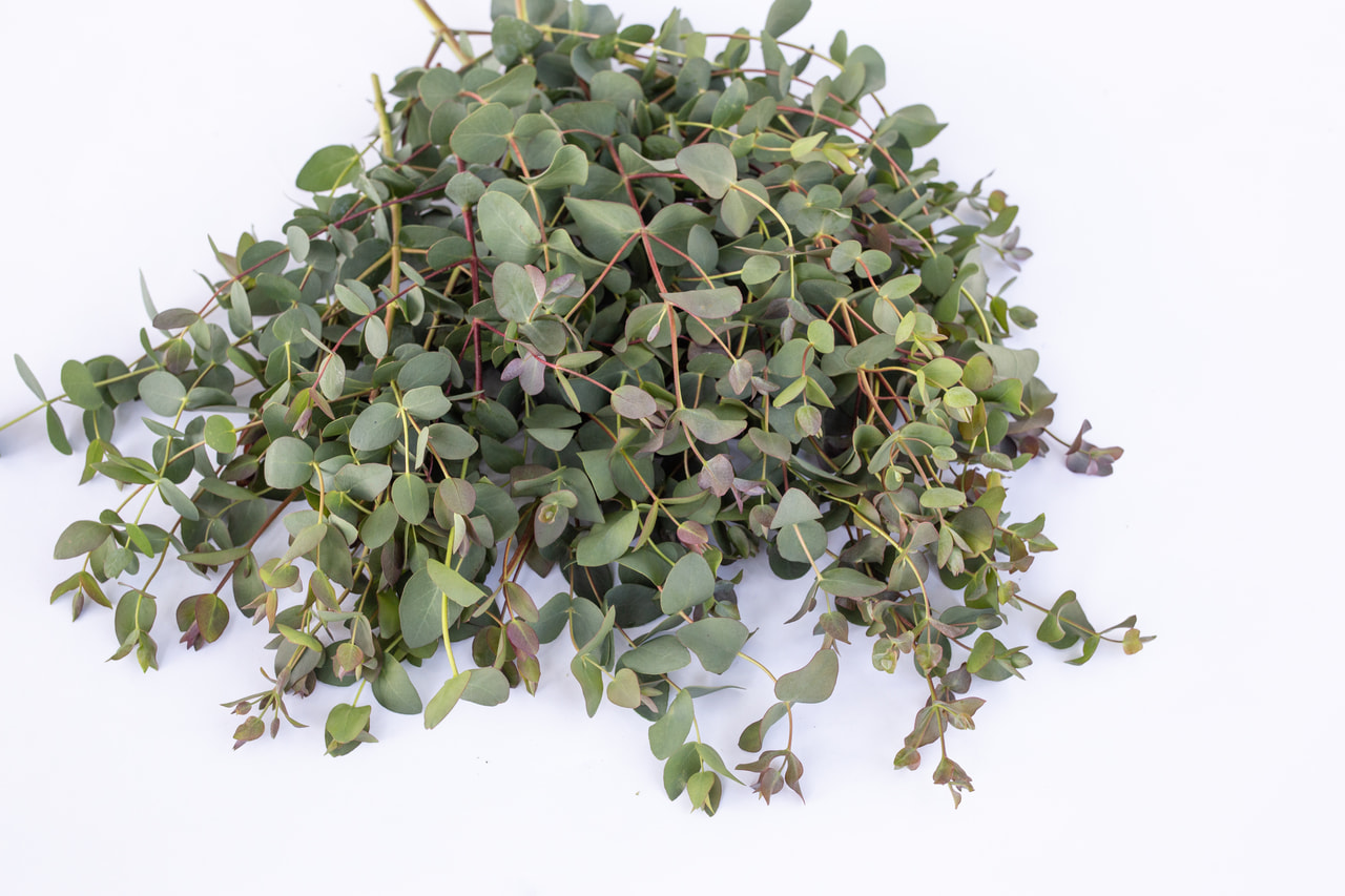 Eucalyptus stuartiana, Loukykvět